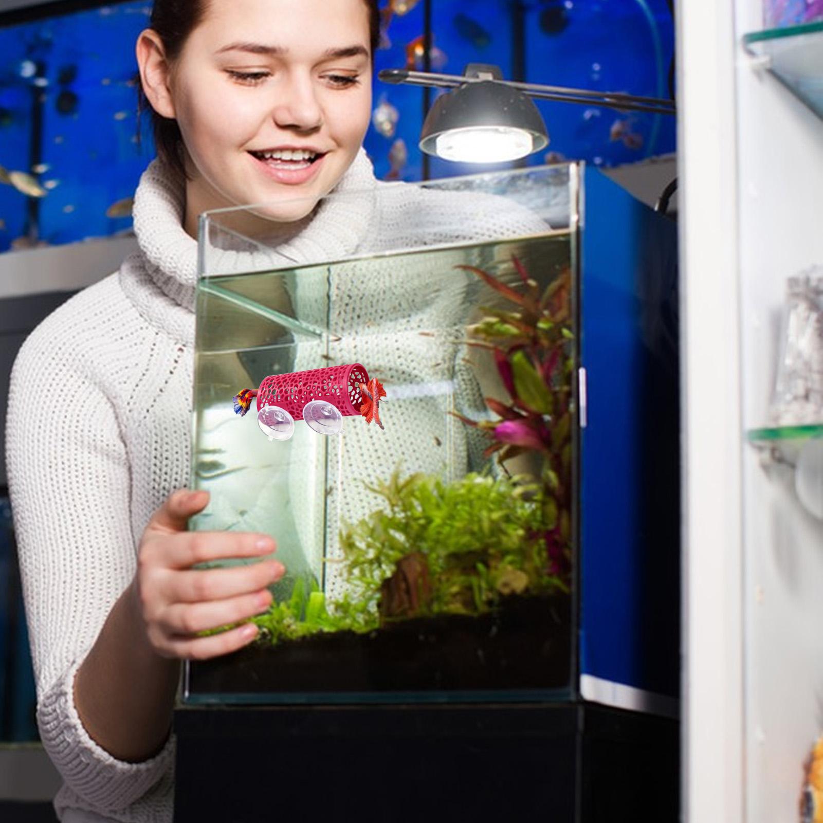 Betta Habitat Resting Shelter  – обзор и цена Aquarium Fish Youtube
