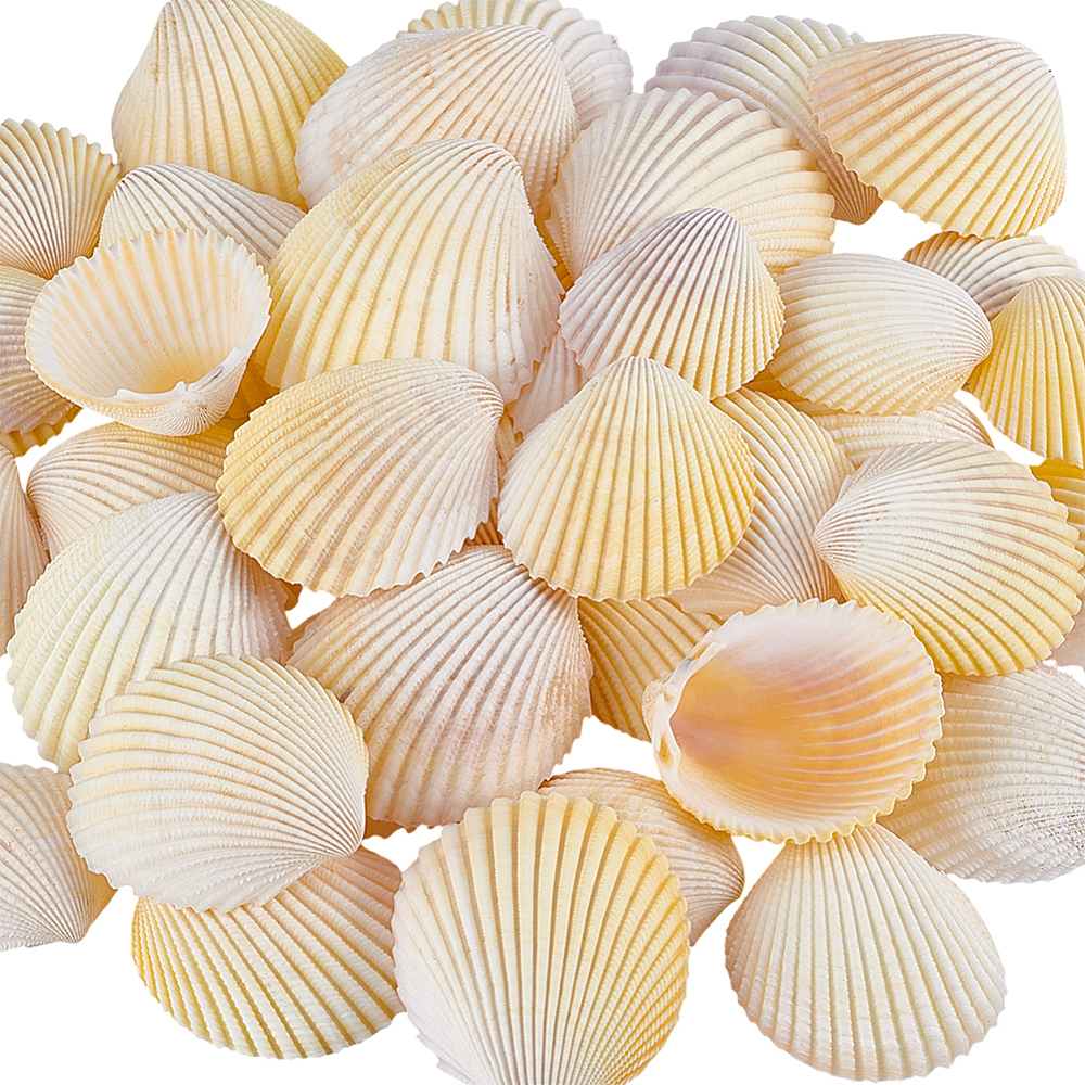 40Pcs Shell for Aquarium Fish  – обзор и цена Aquarium Fish Yellow