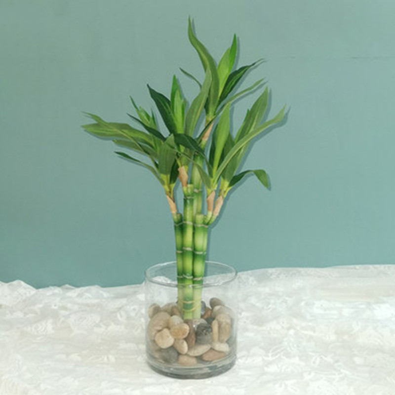 New 40cm rFtificial Lucky Bamb – обзор и цена Aquarium Fish Gallery