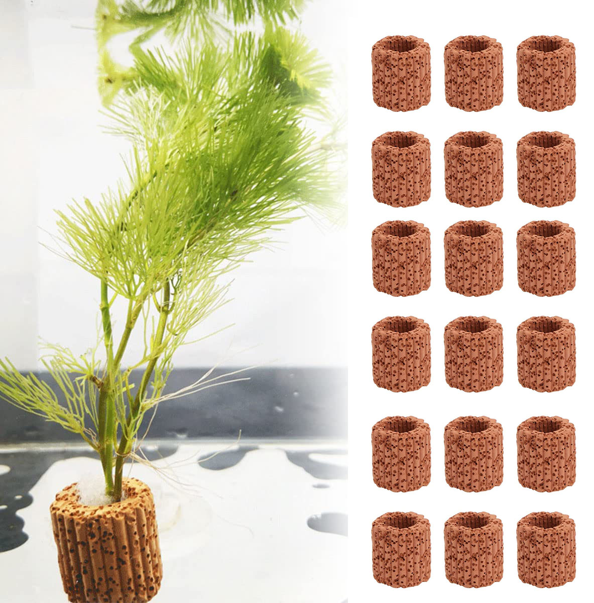 10/20Pcs Aquatic Water Plant F – обзор и цена Aquarium Fish For Sale Online
