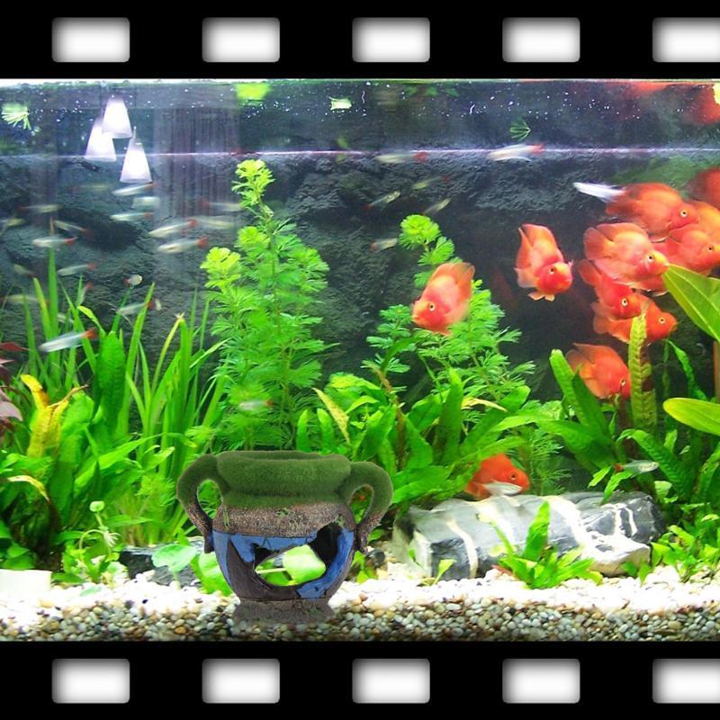 1pc Resin Vase with Moss Aquar – обзор и цена Aquarium Fish For Sale Online