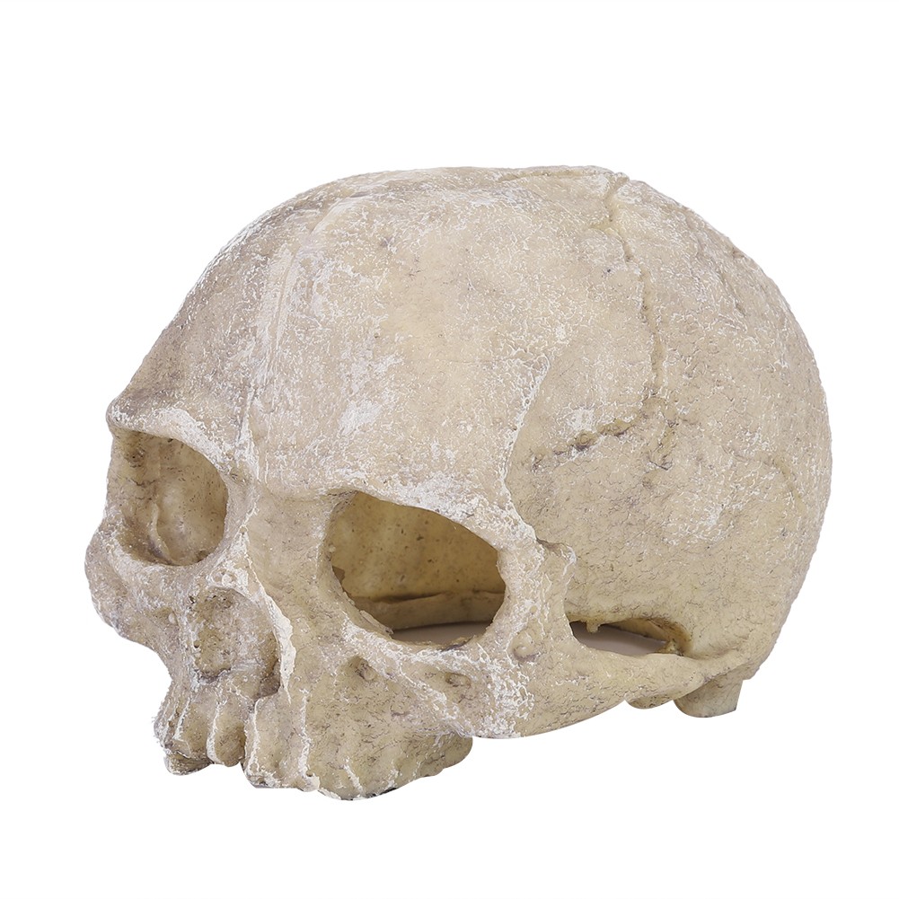 Resin Simulated Head Bone Skul – обзор и цена Aquarium Fish Gallery