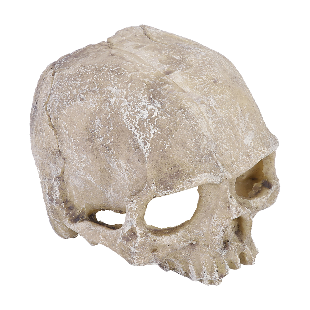Resin Simulated Head Bone Skul – обзор и цена Aquarium Fish Gallery