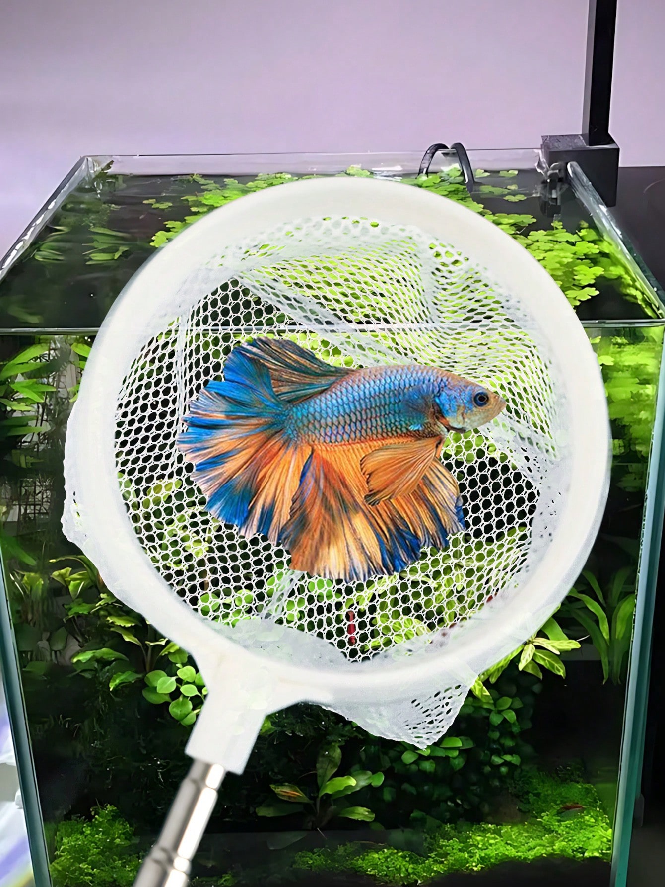 Aquarium Fish Net - a Retracta – обзор и цена Aquarium Fish Food