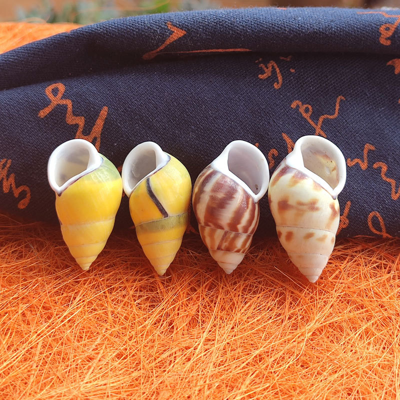 Rare Trochus Shell Aquarium Or – обзор и цена Aquarium Fish Yellow