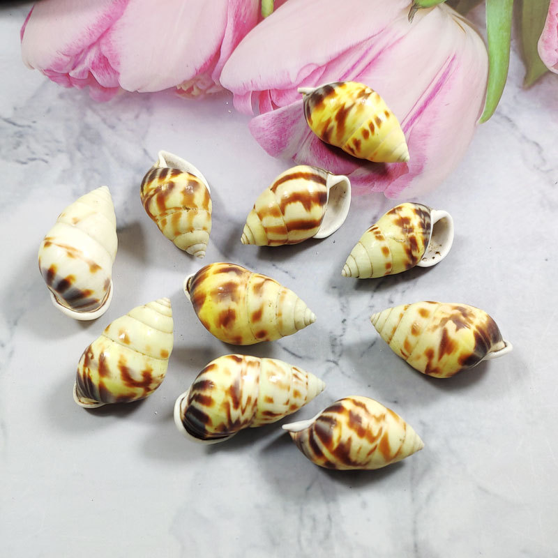 Rare Trochus Shell Aquarium Or – обзор и цена Aquarium Fish Yellow