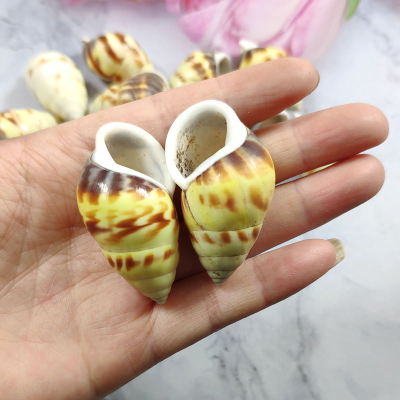 Rare Trochus Shell Aquarium Or – обзор и цена Aquarium Fish Yellow