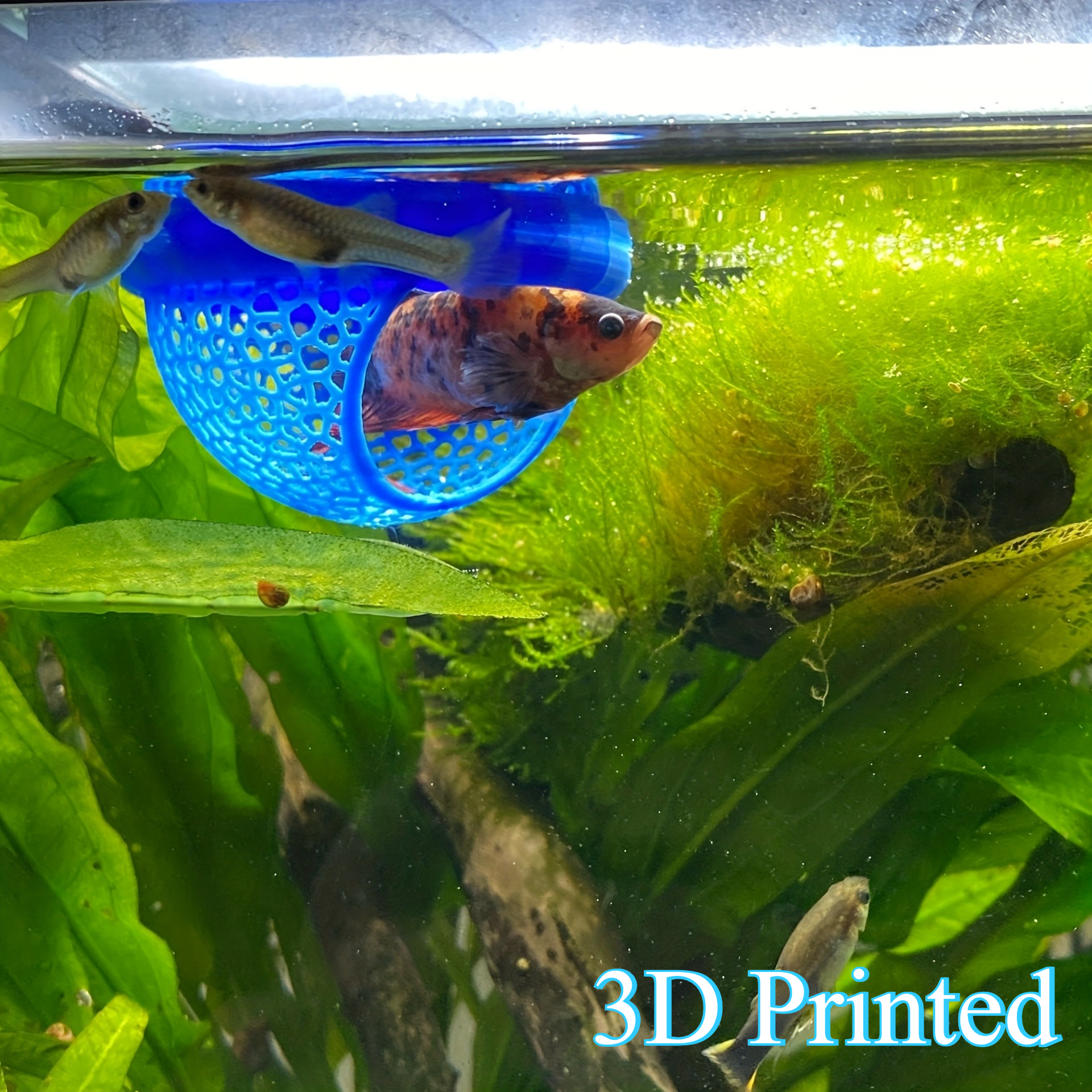 Arch Shaped Floating Aquarium  – обзор и цена All Fish In Aquarium