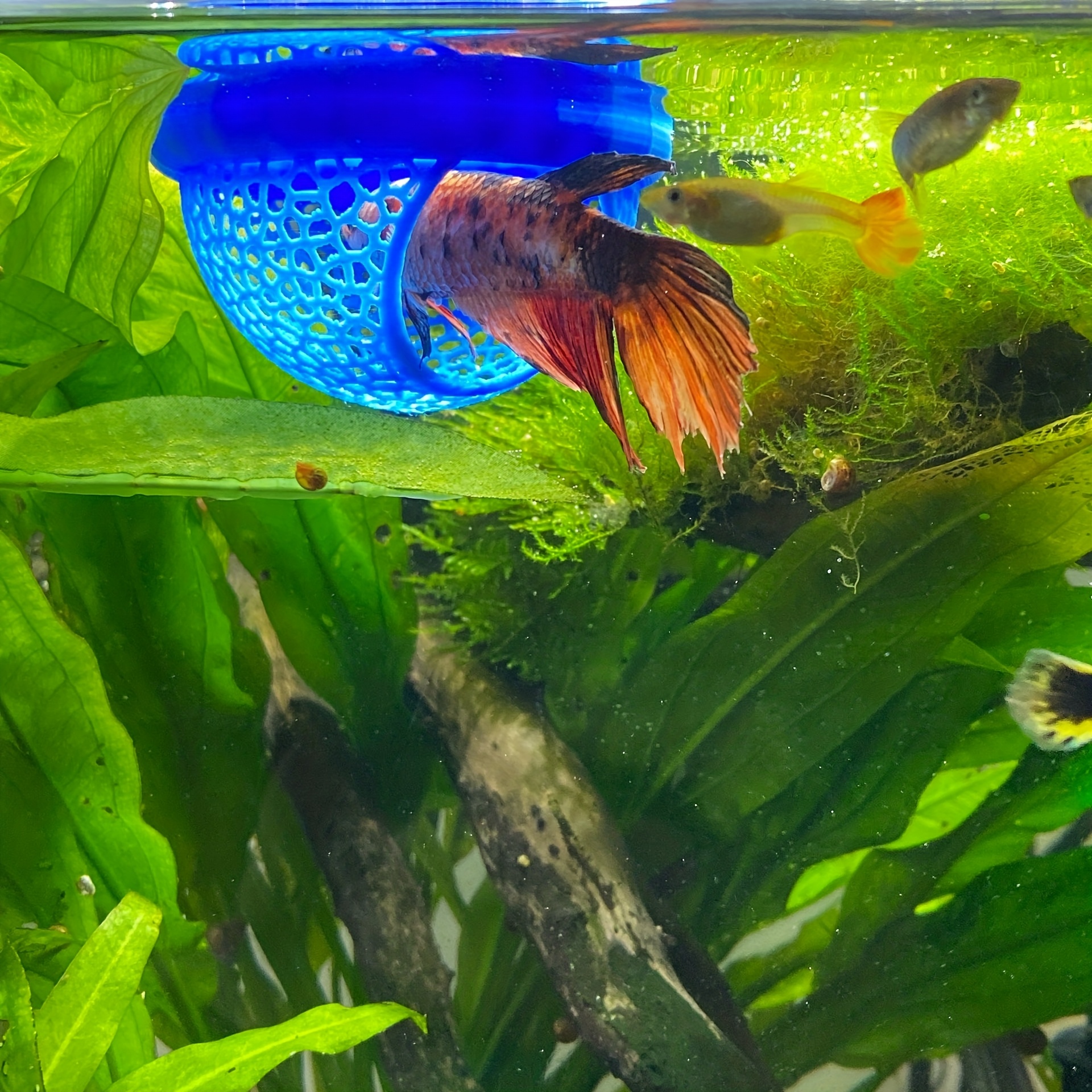 Arch Shaped Floating Aquarium  – обзор и цена All Fish In Aquarium