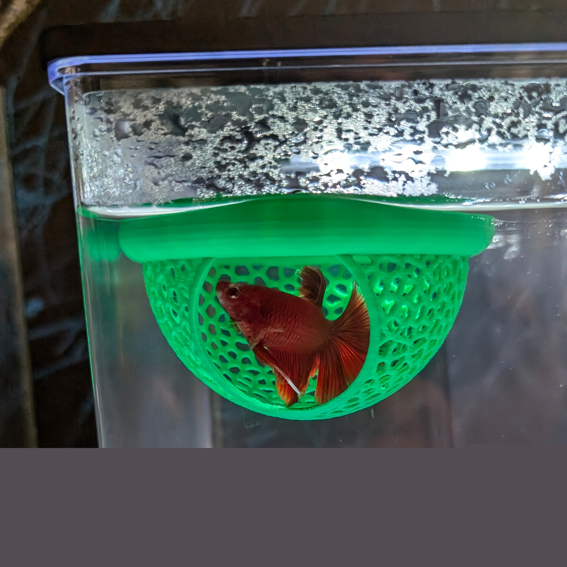 Arch Shaped Floating Aquarium  – обзор и цена All Fish In Aquarium