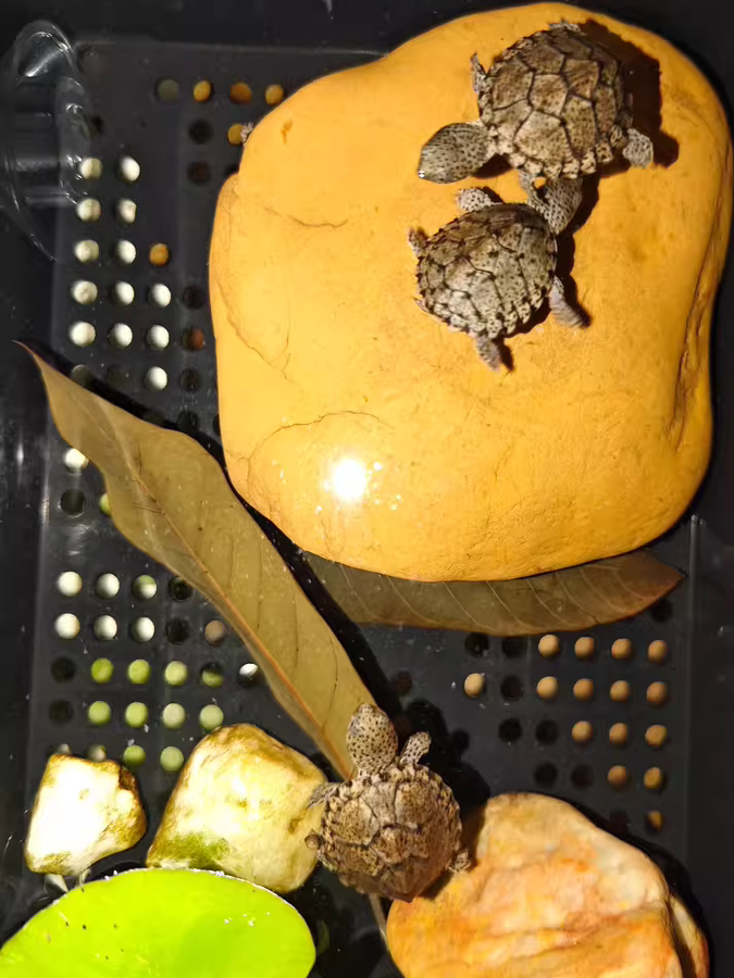 Natural Yellow Wax Stone Turtl – обзор и цена Aquarium Fish Yellow