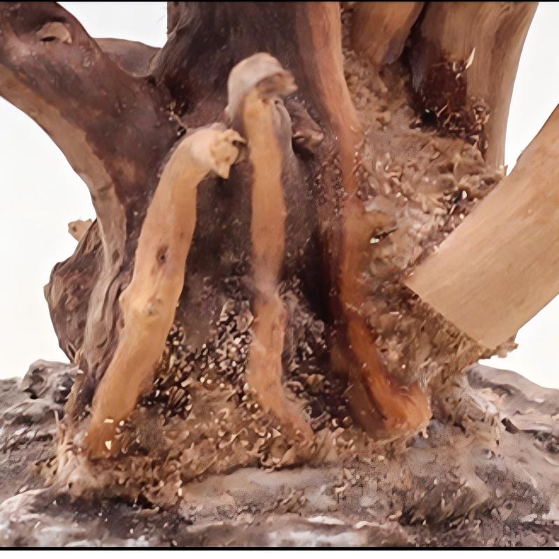1PC Aquarium Landscaping Wood  – обзор и цена Aquarium Fish For Sale Online