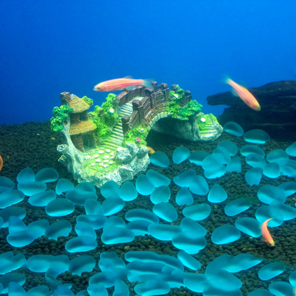 Aquarium Accessories Arbor Tre – обзор и цена Aquarium Fish For Sale Online