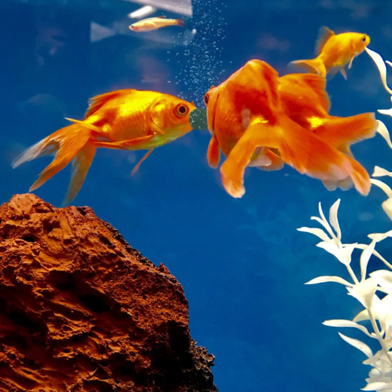 100-1500Pcs High-Purity Spirul – обзор и цена Aquarium Fish Food
